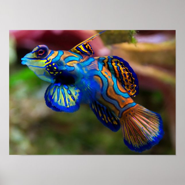 Mandarin Fish Poster (Framsidan)