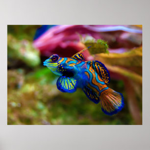 Mandarin Fish Synchiropus Splendidus Poster