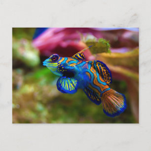 Mandarin Fish Synchiropus Splendidus Vykort