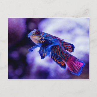 Mandarin Goby Fish Vykort