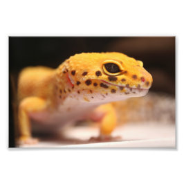 Mandarin Leopard Gecko Photo Fototryck