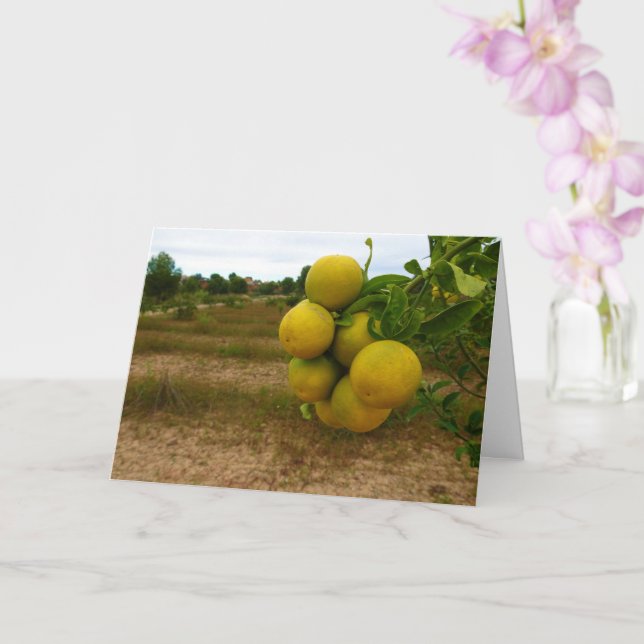 Mandarin-Orangar Kort (Orkide)