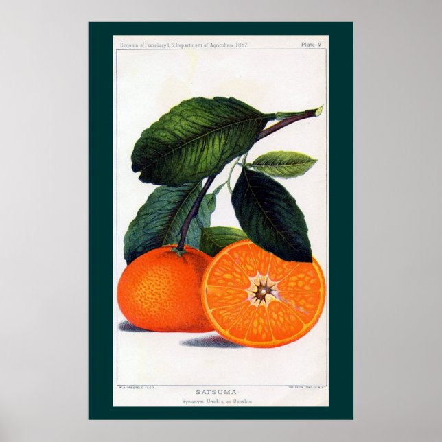 Mandarin Orange Poster (Framsidan)