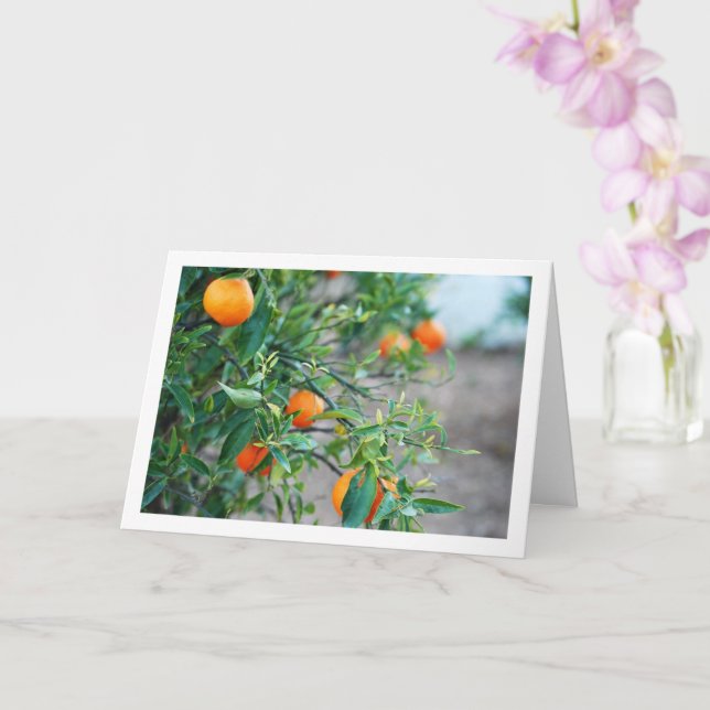 Mandarin Orange Träd Porträtt Kort (Orkide)
