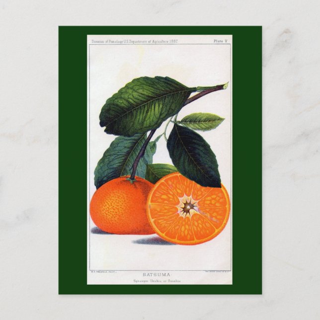 Mandarin Orange Vykort (Framsida)