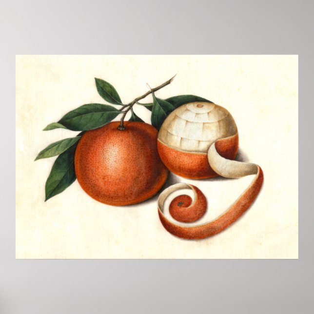 Mandarin Oranges Antique Chinese Painting Poster (Framsidan)