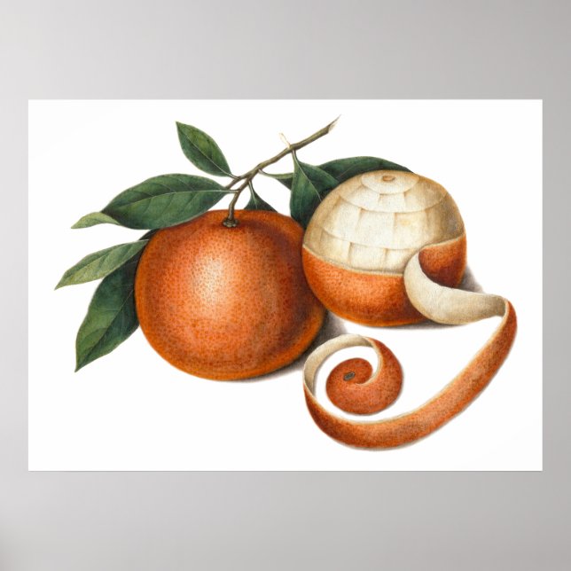 Mandarin Oranges Antique Chinese Painting Poster (Framsidan)