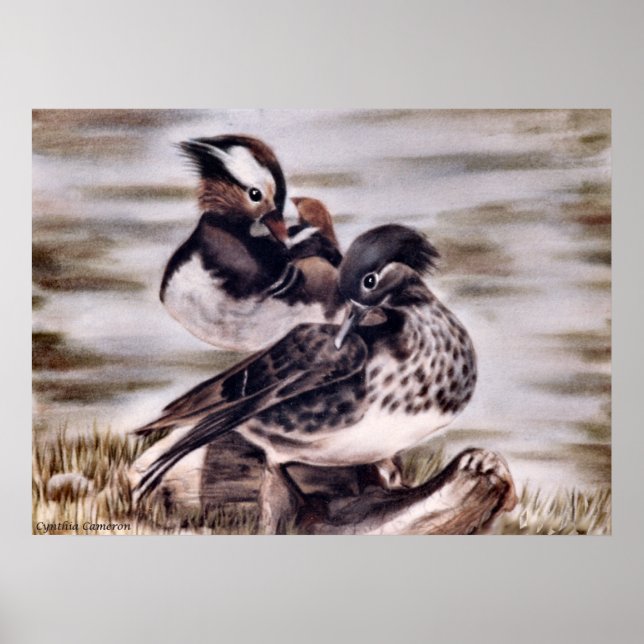 Mandarin Pair Poster (Framsidan)