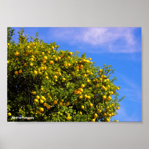 Mandarin Träd under blå himmel Poster