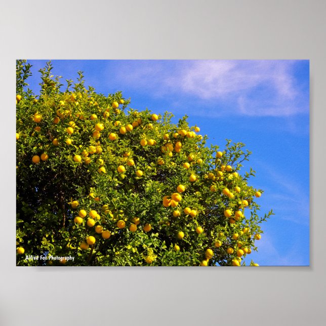 Mandarin Träd under blå himmel Poster (Framsidan)