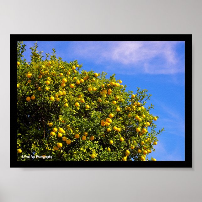 Mandarin Träd under blå himmel Poster (Framsidan)