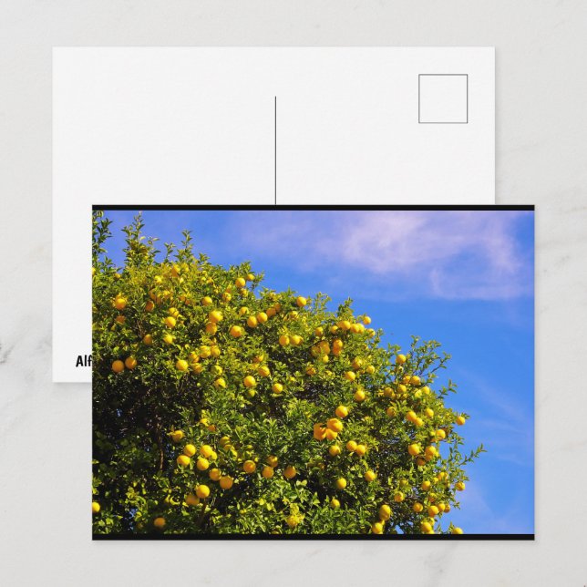 Mandarin-träd under blå himmel vykort (Fram/baksida)