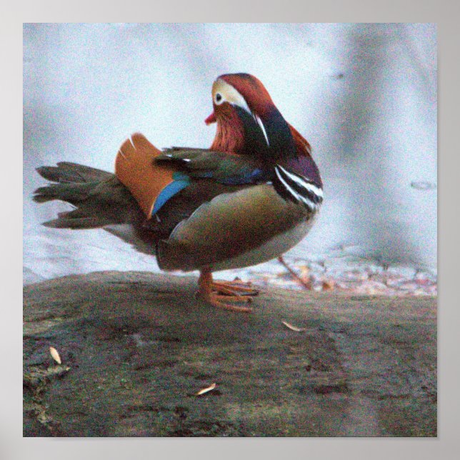 Mandarinand Fotoaffisch Poster (Framsidan)