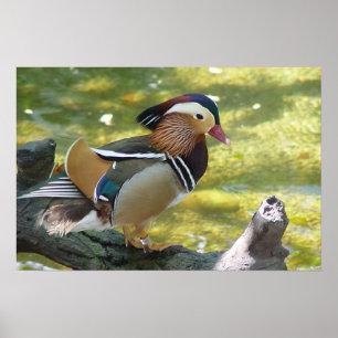 Mandarinanka Poster