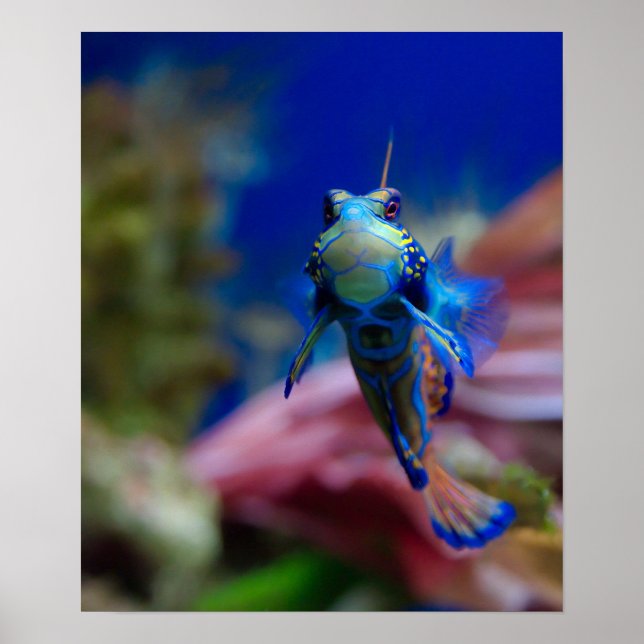 Mandarinfish Poster (Framsidan)