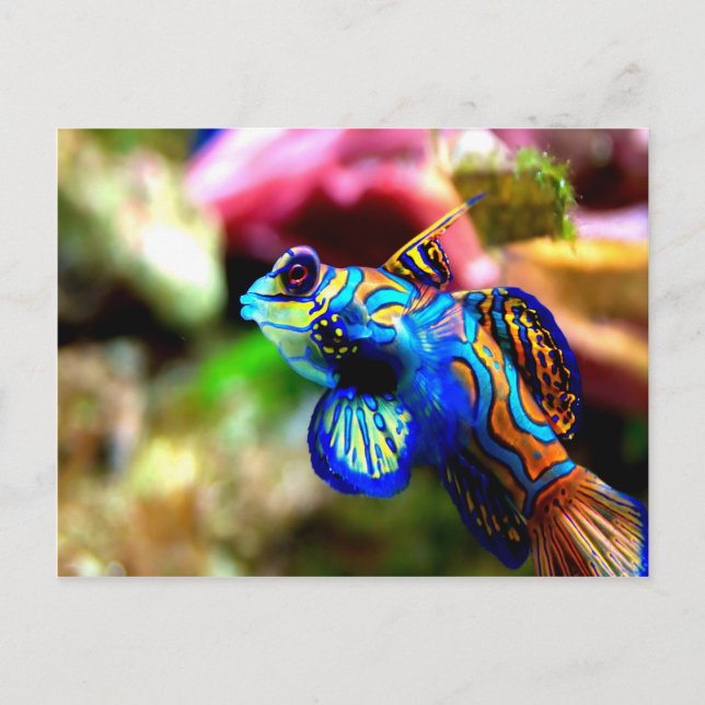 Mandarinfish Synchiropus splendidus Vykort (Framsida)