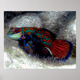 Mandarinfiskaffisch Poster