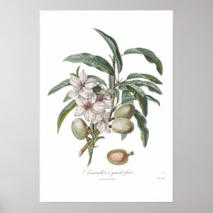 Mandel Amandier grandesfleurs Poster