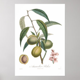 Mandel Amandier-pecher Poster