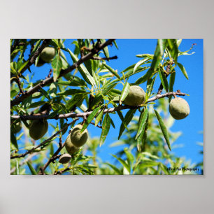 Mandel i blå himmel poster
