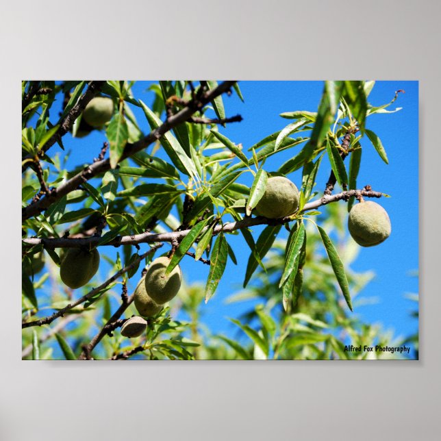 Mandel i blå himmel poster (Framsidan)