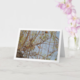 Mandel på gren kort