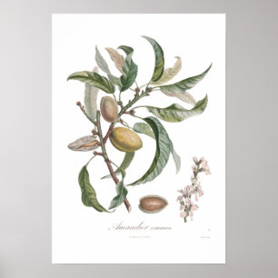 Mandel Poster