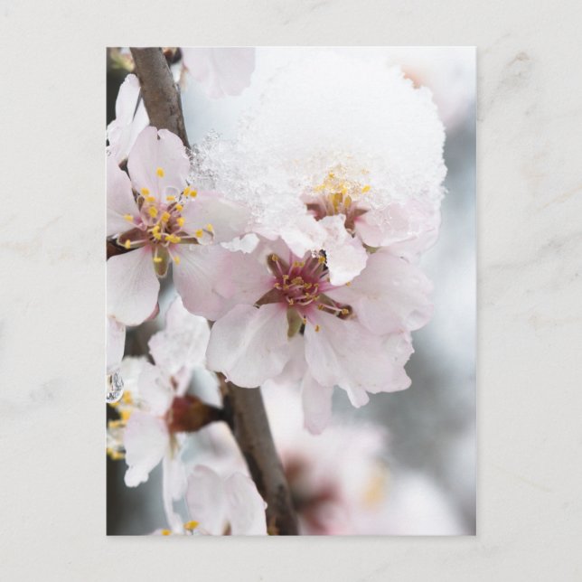 Mandelblommor täckta av snö vykort (Framsida)