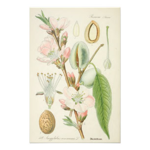Mandelträd, communis Amygdalus, Fototryck