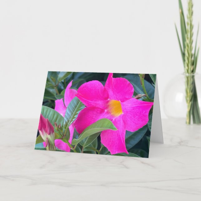 Mandevilla Blank Anteckningskort (Framsida)