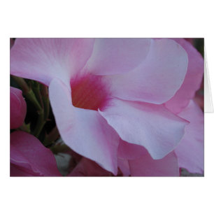 Mandevilla Hälsningskort