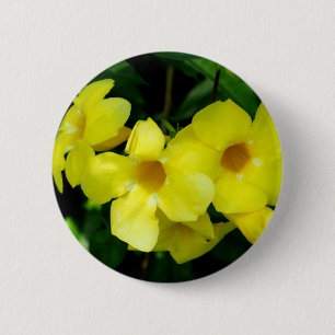 Mandevilla.JPG Knapp
