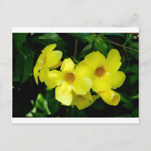 Mandevilla.JPG Vykort