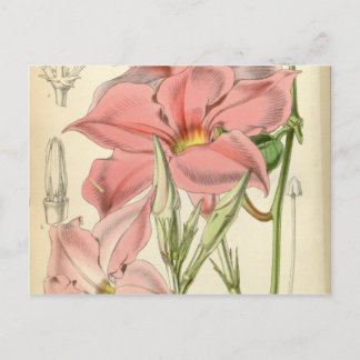 Mandevilla martiana vykort