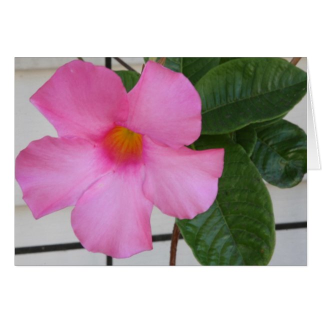Mandevilla OBS Kort (Framsidan Horizontal)