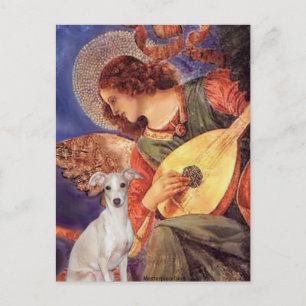 Mandolin Angel - Italienskt Greyhound 7 Vykort