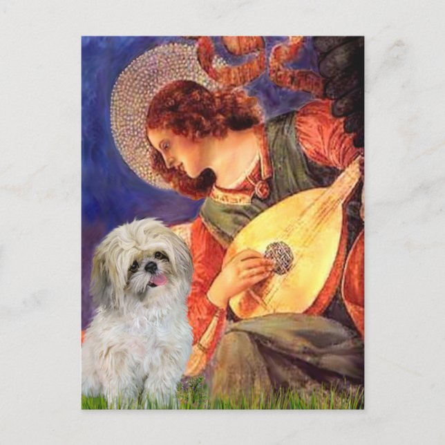 Mandolin Angel - Shih Tzu (P) Vykort (Framsida)