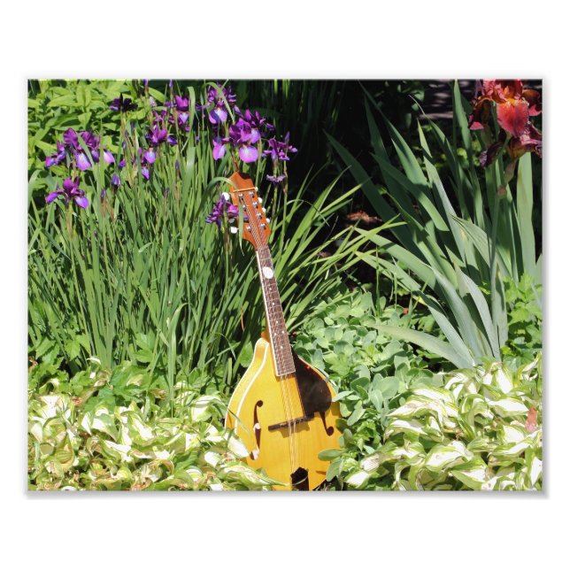 Mandolin och Iris Garden 10x8 Flower Fototryck (Framsidan)