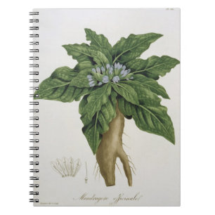 Mandragora Officinarum från 'Phytographie Medical Anteckningsbok Med Spiral