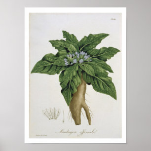 Mandragora Officinarum från 'Phytographie Medical Poster