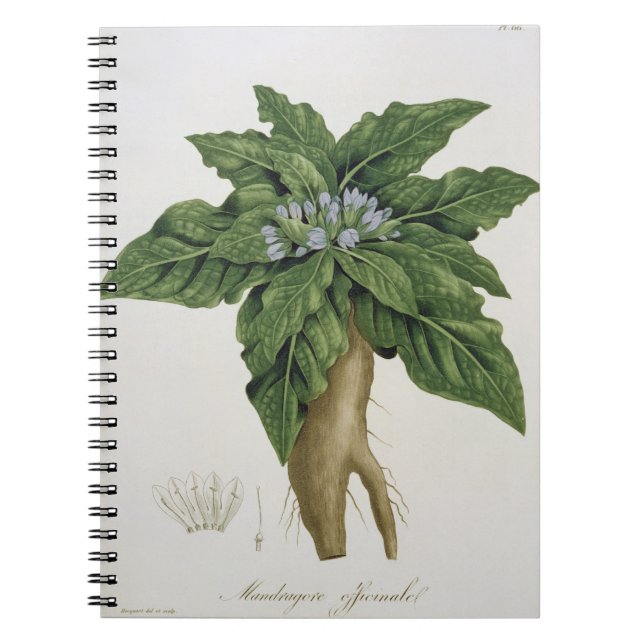 Mandragora Officinarum från 'Phytographie Medicale Anteckningsbok Med Spiral (Framsidan)