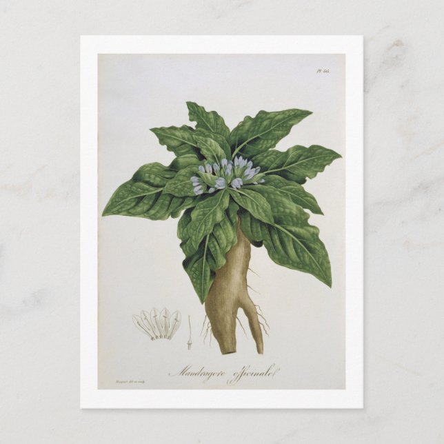 Mandragora Officinarum från 'Phytographie Medicale Vykort (Framsida)