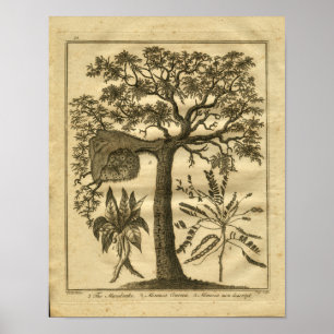 Mandrake Culpeper växt- tryck 1817