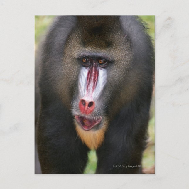 Mandril (Mandrillus sphinx) nära Vykort (Framsida)