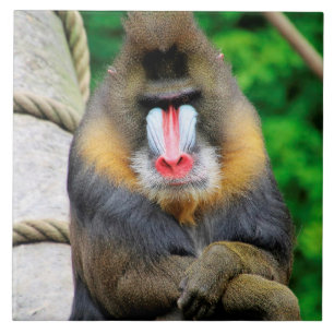 Mandrill 001 kakelplatta