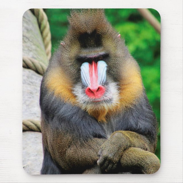 Mandrill 001 musmatta (Framsidan)