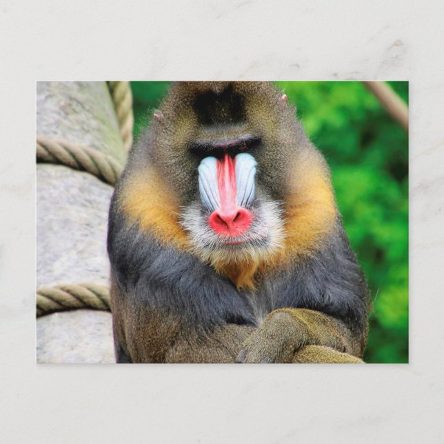 Mandrill 001 vykort (Framsida)