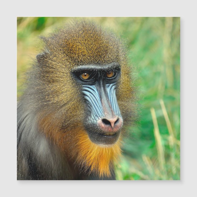 Mandrill 002 (Framsida)