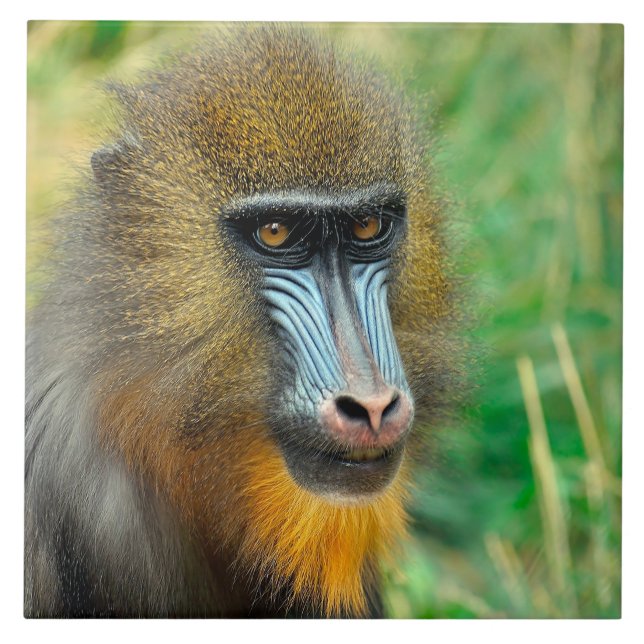 Mandrill 002 kakelplatta (Framsidan)
