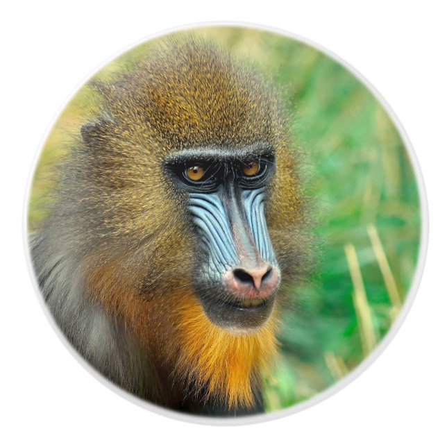 Mandrill 002 knopp (Framsidan)